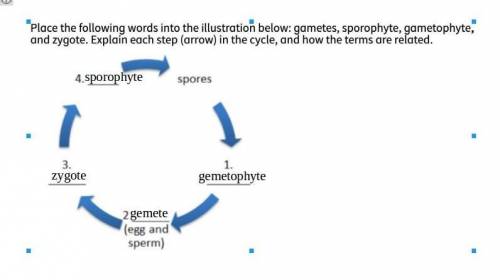 Place the following words into the illustration below:  gametes, sporophyte, gametophyte, and zygote