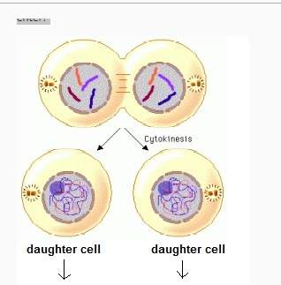 The diagram shows a cell completing mitosis and cytokinesis. which stage of the cell cycle will both