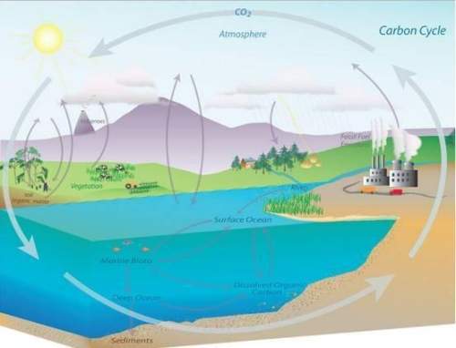 Consider the picture of the carbon cycle. carbon dioxide is a small portion of the gases in our atmo