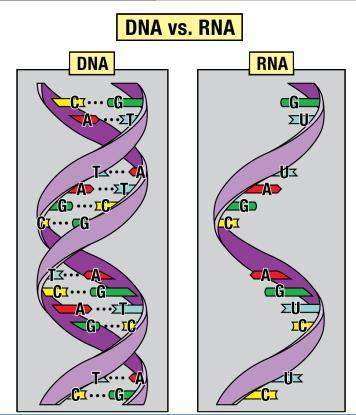 The rna strand pictured was created from the portion of the dna strand that began on the bottom righ