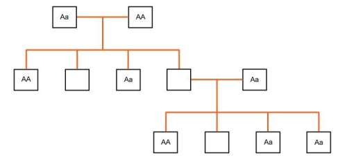 Iwill mark brainliest! complete the possible outcomes for each generation in the pedigree chart. fi