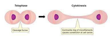What is produced if a cell divides by mitosis but does not undergo cytokinesis?