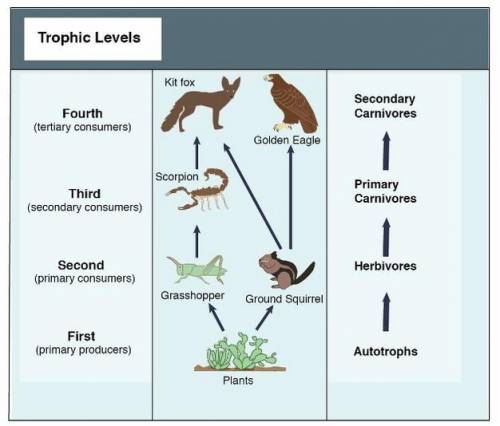 According to this food web, which of the following organisms do hawks eat?