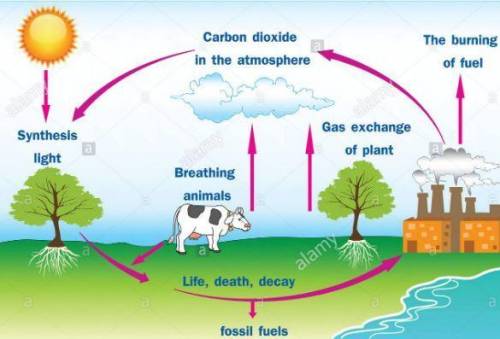 The cycle repeats when the carbon stored in the atmosphere as carbon dioxide gas is taken in. the an