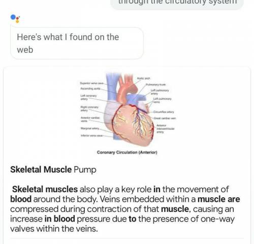 How do muscles move blood through the circulatory system​