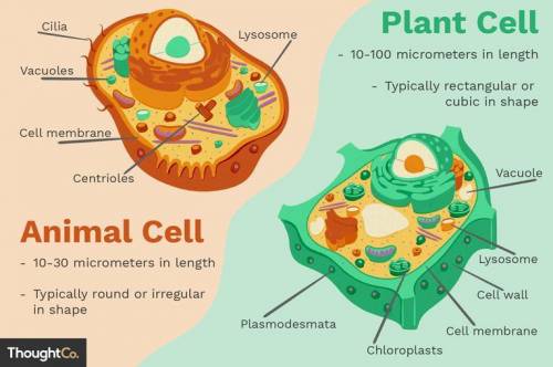 The cell theory applies to all organisms, including the 5 shown in the picture. which of the followi