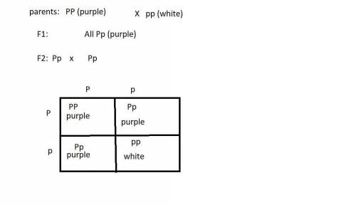 You crossed a true breeding purple flowered true-breeding white flowered. if color in the species yo