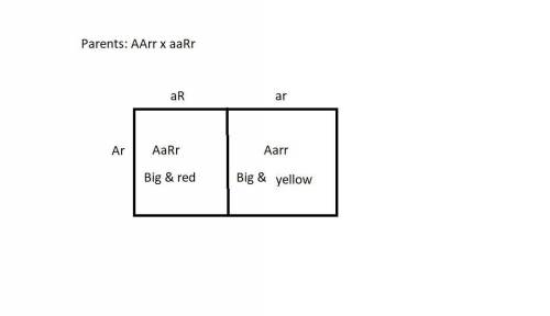 Assume that there is a gene in apples that determines fruit color and a second gene that determines