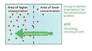 Which of the following is a characteristic of active transport?  check all answers that apply. a. it