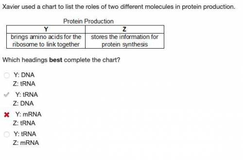 Xavier used a chart to list the roles of two different molecules in protein production. which headin