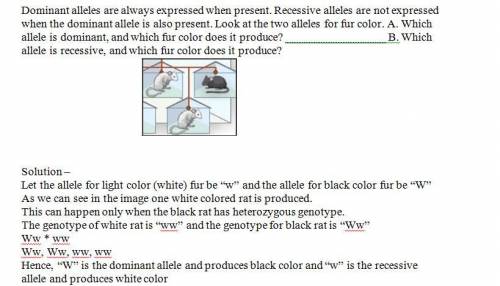 Analyze:  dominant alleles are always expressed when present. recessive alleles are not expressed wh