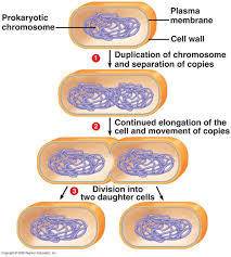 1)which of these is not a typical shape for a bacterial cell?  a rod  b spiral  c spherical  d all a