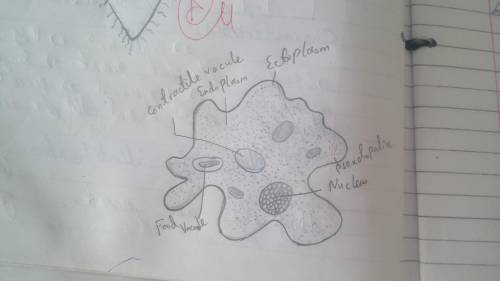 Draw the diagram of amoeba with labelling