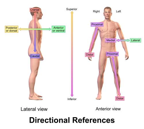 Body planes are useful to describe the position of an organ using directional terms. choose the corr