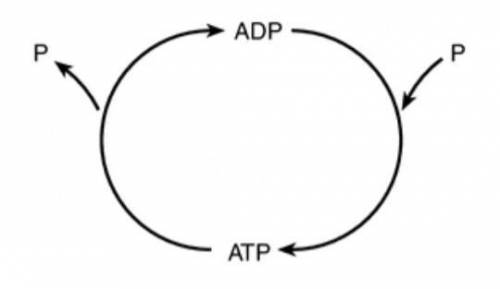 Acommon cycle in biology is represented below. the atp molecule above is commonly used to (1) active