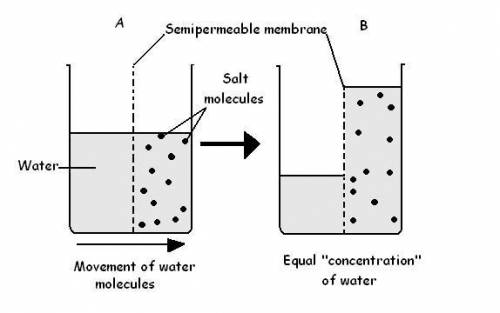 Water makes up a large percentage of the body’s cells. for a cell to remain in homeostasis, there mu