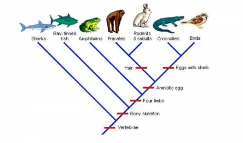 2. (2 pts) according to the cladogram, which organisms develop in an “amniotic egg”?   crocodiles an