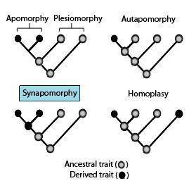 True or false?  the absence of a trait cannot be used as a synapomorphy in phylogenetic analysis, on