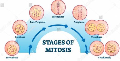 Mitosis and meiosis are processes involved in cellular reproduction. which of the following describe