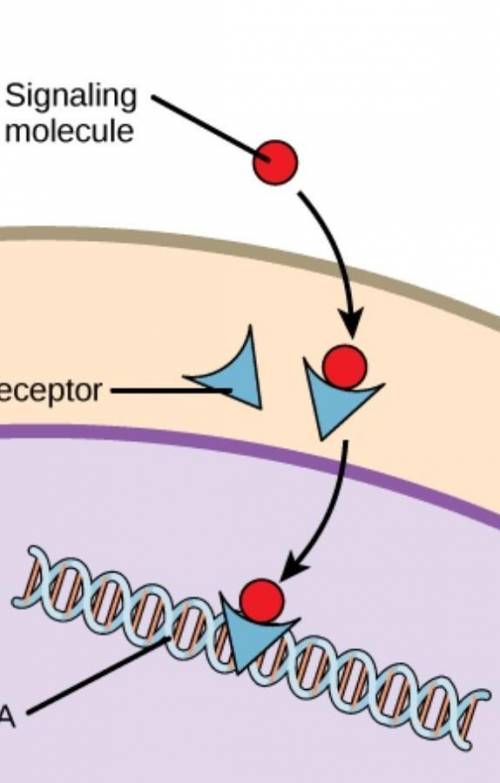 (50 points plz  asap)  1: what is a molecular signal?  2: draw a picture of a molecular signal…… *an