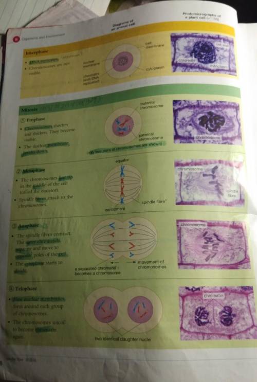 What is the process of the cell division of mitosis.