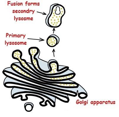 In the diagram, the arrow is pointing to a small digestive organelle filled with enzymes called a