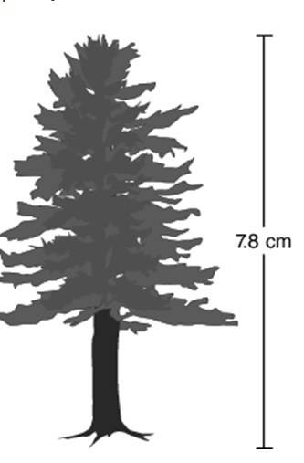 Dave's scale drawing of a tree outside his house is shown below. if 2 centimeters (cm) on the scale