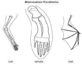 The skeletal diagram below shows variations that were present in their common ancestor. using the di