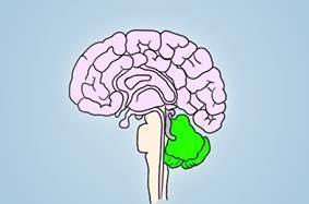 What part of the brain is highlighted in the diagram below?