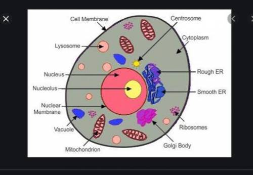 Label the Animal Cell
