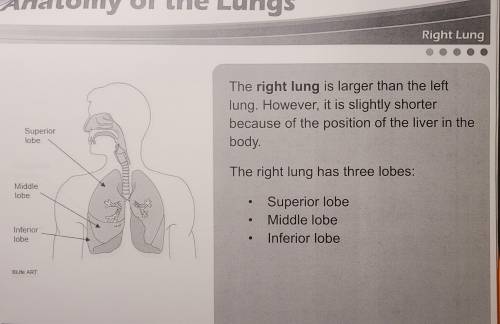 True or false, the left lung in larger then the right lung? Plz answer will mark brainest
