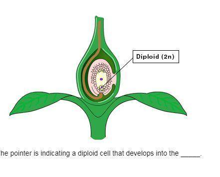The pointer is indicating a diploid cell that develops into the . The pointer is indicating a diploi