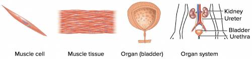 What do cells and tissue look like?