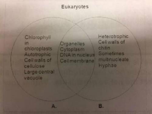 The Venn diagram represents two eukaryote kingdoms. Based on the characteristics shown, A represents