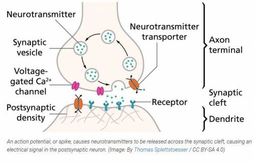 Explain how neurons communicate. Include a description of the action potential and how the action po