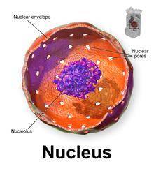 What does a nucleus look like?