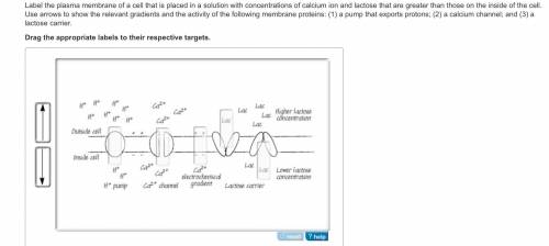 Label the plasma membrane of a cell that is placed in a solution with concentrations of calcium ion