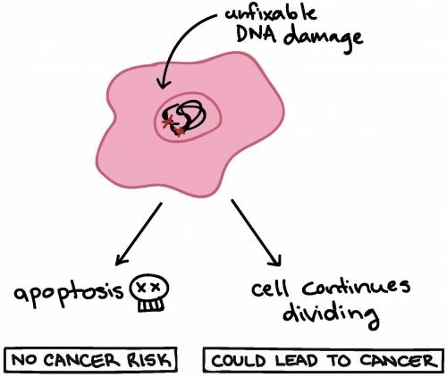 What happens if a cell is damaged but does not initiate apoptosis?