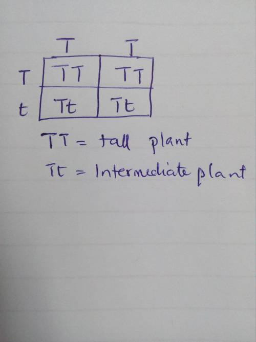 In a monohybrid cross, if the gene for tall (T) plants was incompletely dominant over the gene for s