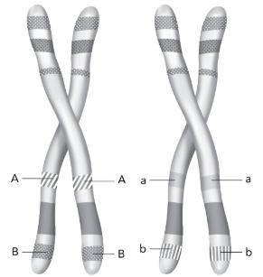 These homologous chromosomes carry different alleles of the A and B genes. How could crossing over a