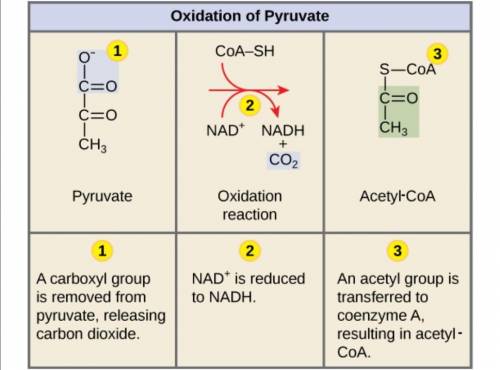 If pyruvate-2-14C (pyruvate with the middle carbon atom radioactively labeled) is provided to active