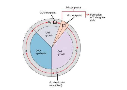 There are several points during the cell cycle when the cell will check to be sure everything is pro
