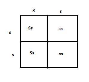 Draw a Punnett square of an Ss x ss cross. The S allele codes for long stems in pea plants and the s