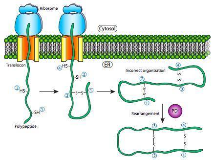 All proteins are synthesized by ribosomes in the cell. Some ribosomes float freely in the cytosol, w