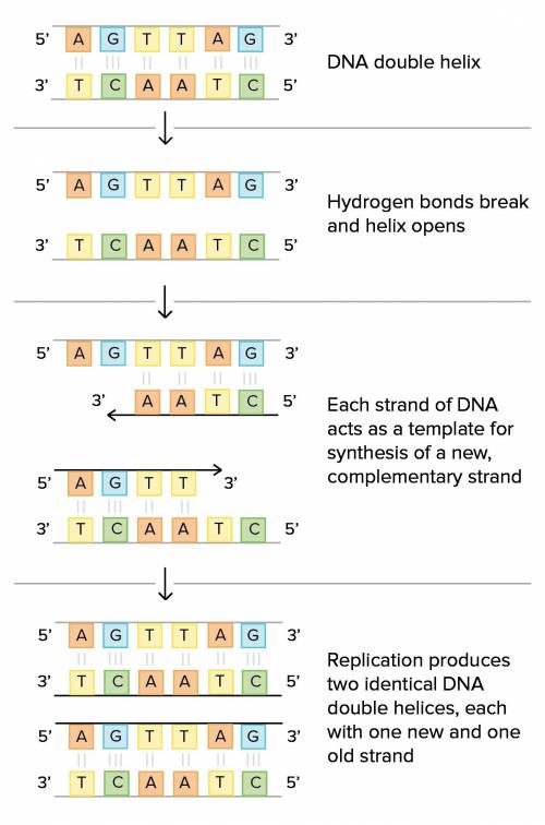 What happens to the molecule of double-stranded dna when it undergoes replication?