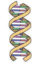 A strand of DNA is a polymer of  , joined by covalent bonds between the of one monomer and the of th