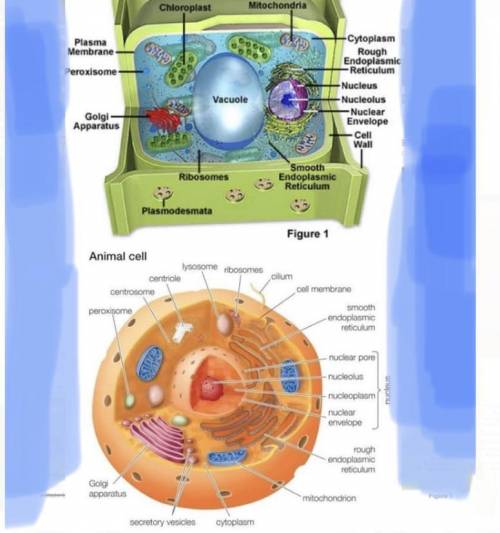 I need a list of every organelle in a cell and what they do. ex. Cytoplasm | The interior liquid of