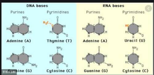 What base is found in DNA but not in RNA? A adenine B thymine C deoxyribose D guanine