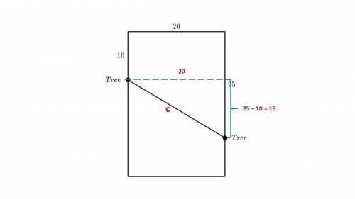 Ryan is putting a clothesline in his rectangular backyard. He wants to put it between two trees on t