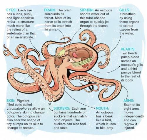 Explain how a octopus body plan and anatomy enables it to perform the essential functions it needs t
